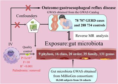 Causal relationship between gut microbiota and risk of gastroesophageal reflux disease: a genetic correlation and bidirectional Mendelian randomization study